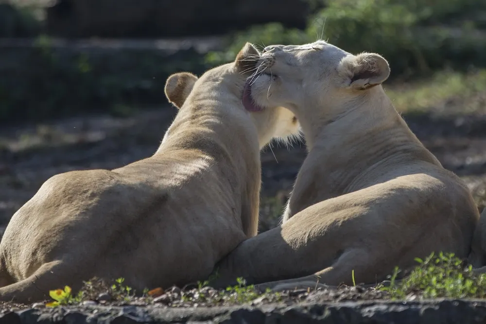 The Week in Pictures: Animals, October 18 – October 25, 2014
