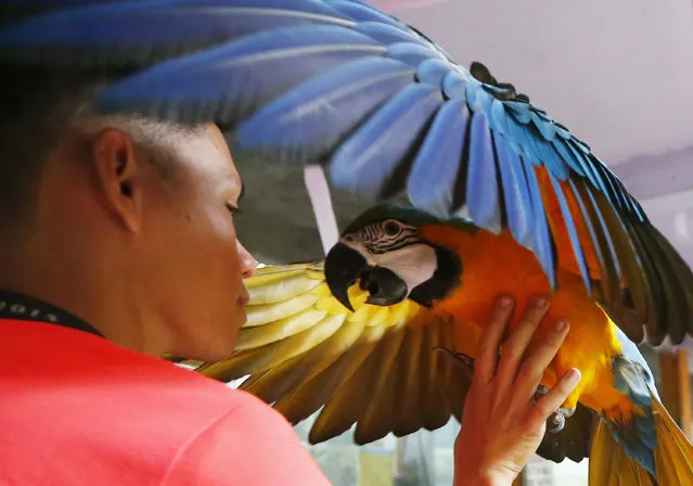 A bird owner entices a blue and gold macaw parrot to perch on his arm during a campaign to encourage the use of paper horns instead of firecrackers in welcoming the New Year, Friday, December 29, 2017 at Malabon Zoo in suburban Malabon city, north of Manila, Philippines. Zoo owner Manny Tangco claims that birds, dogs and other animals are traumatized by exploding firecrackers as revelers welcome the New Year. The Government, in an attempt to reduce firecracker-related incidents, has banned the use of powerful firecrackers and designated some public areas around Metropolitan Manila for fireworks display to welcome the New Year. (Photo by Bullit Marquez/AP Photo)
