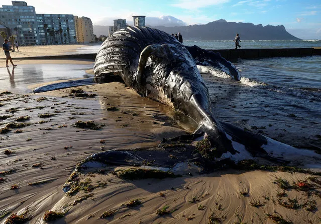 People look at a dead humpback whale washed ashore on Strand beach, in Western Cape, South Africa on November 26, 2022. (Photo by Esa Alexander/Reuters)
