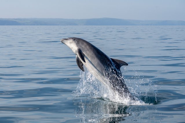 A dolphin was spotted in New Quay Bay on the west coast of Wales, UK jumping out of the water on May 20, 2025. Marine zoologist Sarah Michelle Wyer took the photos while on a Seawatch research survey boat on Tuesday. (Photo by Paul Jacobs/Picture Exclusive)