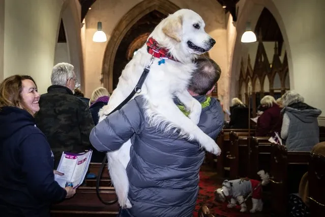 A very special K9 Carol Service organised by RSPCA affiliated Llys Nini Animal Centre is held at St Davids Church in Penllergaer, Swansea, Wales conducted by Rev John Gillibrand on December 11, 2022. The furry friend service saw dogs of all sizes, accompanied by their owners, enjoy a unique Christmas service. Llys Nini Animal Centre, which was established almost 200 years ago, helps hundreds of animals in need every year. (Photo by Joann Randles/Cover Images)