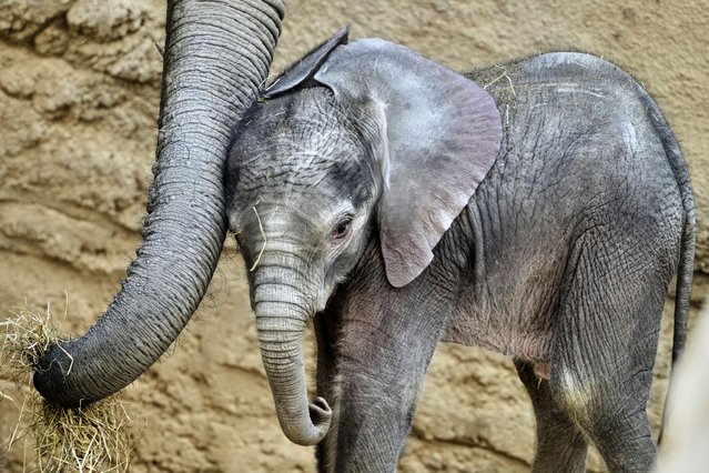 Two-week-old African elephant Kaja stands next to its mother in the Opel Zoo in Kronberg near Frankfurt, Germany, Thursday, June 12, 2025. (Photo by Michael Probst/AP Photo)