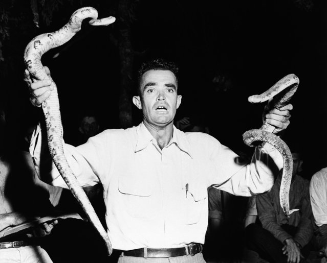 Gordon Millar of Euharlee, Ga., holds a couple of rattlesnakes, December 20, 1972 in Atlanta during a snake handling religious service. The author of a book on the subject, Dr. Weston La Barre of Duke University, said, “I thought snake-handling was disappearing several years ago, but it seems to be flourishing again”. Because of adverse publicity, many snake-handling churches have gone underground and allow only members witness services. (Photo by AP Photo)