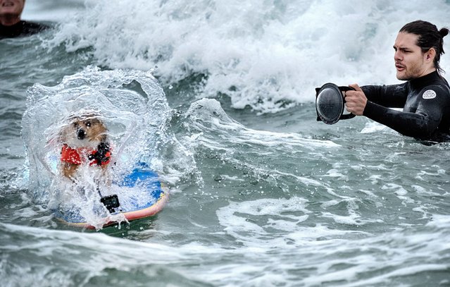 A photographer takes a shot of Marlee, a Pembroke Welsh corgi, as she barrels through a wave while competing in the annual Incredible Dog Challenge western regional surfing competition in Huntington Beach, Calif., Friday, June 20, 2025. (Photo by Richard Vogel/AP Photo)
