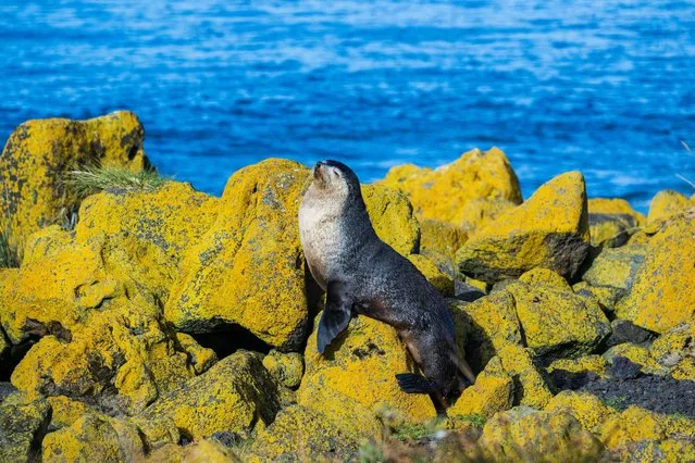 This photograph shows a fur seal, in the Amsterdam Island, part of the five administrative districts of the French Southern and Antarctic Territories, on December 29, 2022. The research station at Martin-de-Vivies, is the only settlement on the island and is the seasonal home to about thirty researchers and staff studying biology, meteorology, and geomagnetics. The island is home to the endemic Amsterdam albatross. Purest air on earth. Amsterdam is a world benchmark for atmospheric analysis. The site has exceptional qualities: distance of more than 3,000 km from any continent and any human activity. In this area of the southern hemisphere, the air masses are particularly pure and mixed because depressions can easily circumnavigate the island without being stopped. (Photo by Patrick Hertzog/AFP Photo)