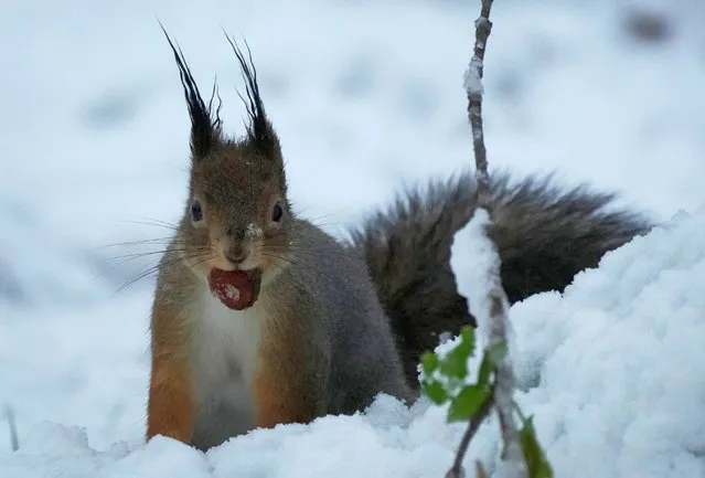 A squirrel holds a chestnut in city park after a snowfall in Tallinn, Estonia, Thursday, January 19, 2023. (Photo by Sergei Grits/AP Photo)