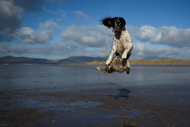 A dog jumps into the air to catch a ball along the beach near the County Kerry village of Rossbeigh, Ireland, February 4, 2018. (Photo by Clodagh Kilcoyne/Reuters)