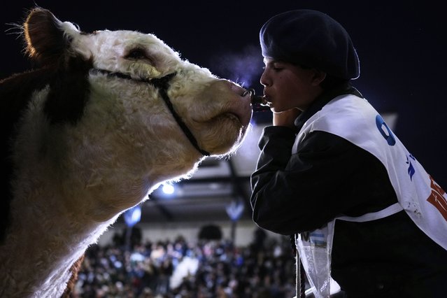 Joaquin Romero blows air into the face of a Hereford as a low-stress method for the cow during a showing at a livestock sale during the Rural Society's annual exposition in Buenos Aires, Argentina, Thursday, July 24, 2025. (Photo by Natacha Pisarenko/AP Photo)