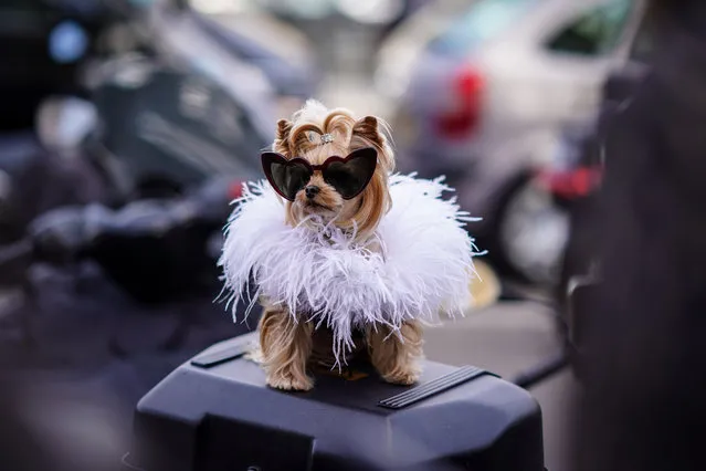 Fashion dog Little Lola Sunshine wears sunglasses, a fur coat, outside Giambattista Valli, during Paris Fashion Week Womenswear Fall/Winter 2018/2019, on March 5, 2018 in Paris, France. (Photo by Edward Berthelot/Getty Images)