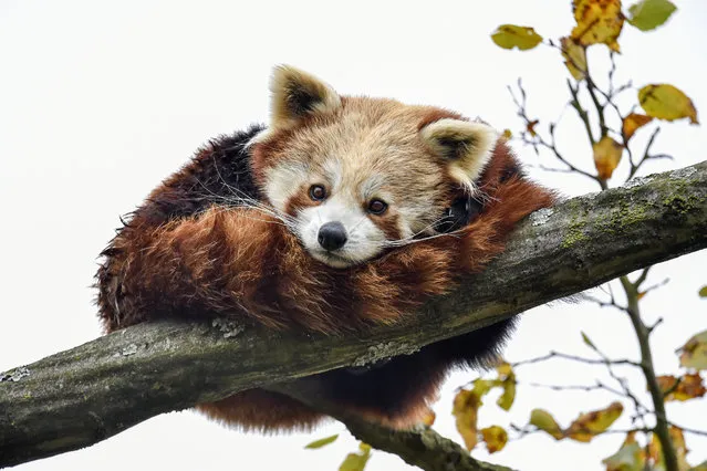 A Red Panda lays on branch at Paradise Wildlife Park in Broxbourne, Hertfordshire, United Kingdom on October 18, 2020. (Photo by Dave Rushen/SOPA Images/LightRocket via Getty Images)