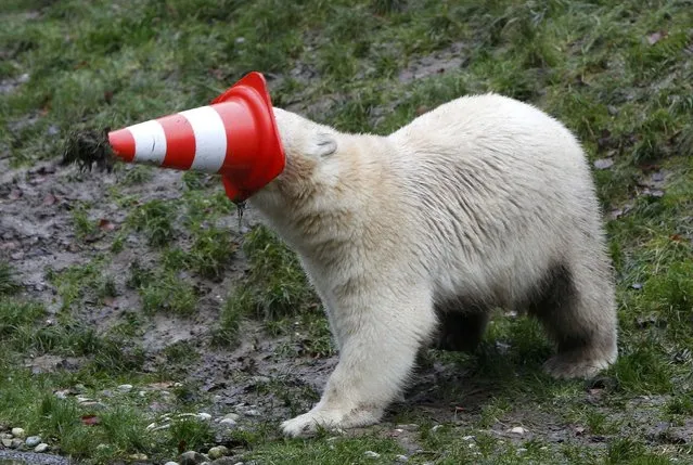 A polar bear plays with a pylon during celebrations marking its first birthday in an enclosure at Tierpark Hellabrunn zoo in Munich December 9, 2014. (Photo by Michaela Rehle/Reuters)