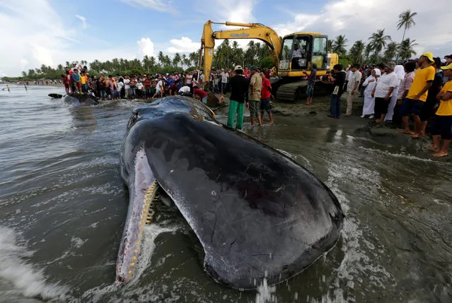 Workers use heavy machinery as they attempt to remove a dead sperm whale, one of four to die after becoming stranded on a beach, in Aceh Besar, Aceh province, Indonesia in this November 14, 2017 photo taken by Antara Foto. (Photo by Irwansyah Putra/Reuters/Antara Foto)