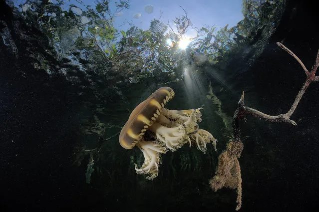 Under Water Photographers By Andrew Shpatak