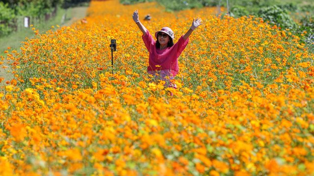 On the morning of the September 5, 2025, a citizen is taking a photo with cosmos in the background at the Tapdong Citizen Farm in Suwon, Gyeonggi Province. (Photo by Park Seong-won)