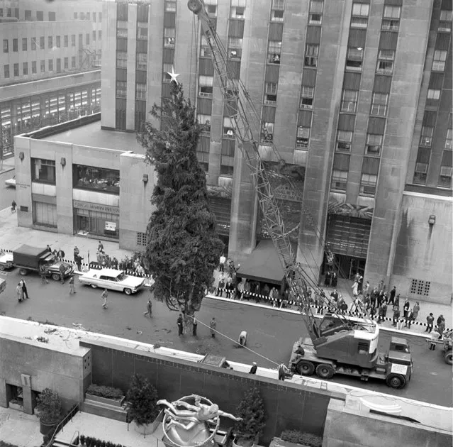 A 65-foot Norway Spruce, the 27th annual Christmas tree at Rockefeller Center, is lowered into place at Rockefeller Plaza in New York City, November 29, 1960. The tree, which came from Harford, Pa., and weighs about two-and-a-half tons, will be lit December 8. In the foreground is the statue of Prometheus overlooking the ice skating rink. (Photo by AP Photo)