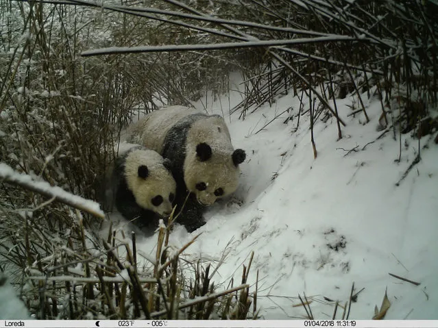 A giant panda sits with her cub in a snow-covered bamboo forest in Changqing nature reserve in Yangxian, Shaanxi province, China on April 4, 2018. (Photo by Changqing National Nature Reserve/Xinhua/Barcroft Images)