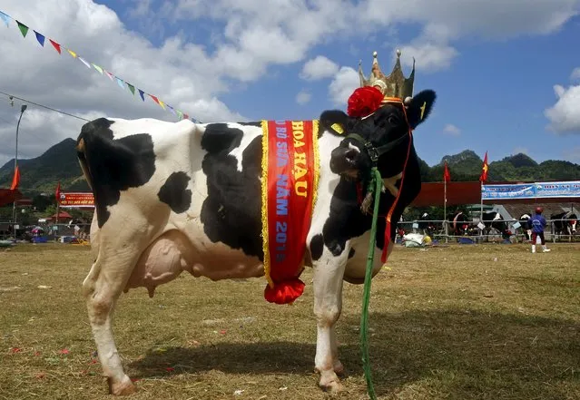 The winning cow is pictured after it took the crown in the Miss Milk Cow beauty contest in Moc Chau plateau, northwest of Hanoi October 15, 2015. The beauty contest selects cows with a solid torso, high legs and which provides the most milk. This year, 126 cows have been chosen for the contest among the 18,000 cows in Moc Chau. (Photo by Reuters/Kham)