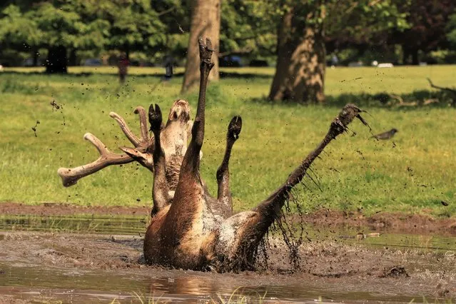 A red deer stag takes a mud bath in Wollaton Park near Nottingham, England on May 23, 2020. Gareth Williams, who took the photograph, said it was a “once in a lifetime shot”. (Photo by Gareth Williams/Kennedy News)