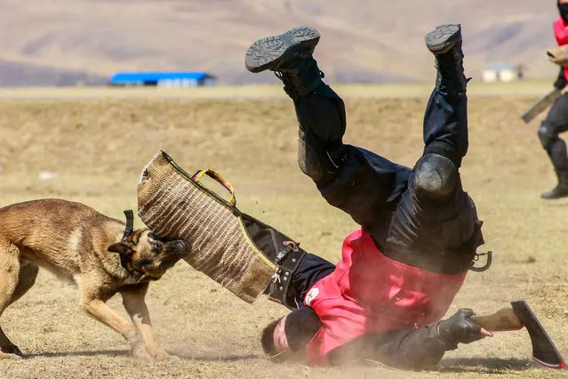 This photo taken on May 7, 2023 shows a police officer and a police dog taking part in an anti-terror drill in the border city of Hulun Buir, in China's northern Inner Mongolia region. (Photo by AFP Photo/China Stringer Network)