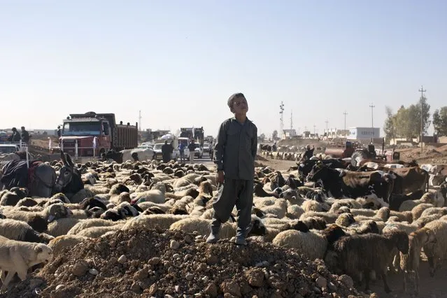 A boy displaced by fighting stands close to his flock of sheep in the village of Bazwaya, some 8 kilometers from the center of Mosul, Iraq, Thursday, November 3, 2016. After the Islamic State group was pushed out of the eastern edge of Mosul this week, hundreds of civilians are now trapped on the front lines as Iraqi forces continue the operation to retake the militant held city. (Photo by Marko Drobnjakovic/AP Photo)