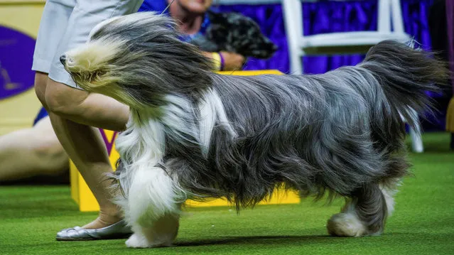 Paige, a Bearded Collie, competes in the Herding Group during the 147th Westminster Kennel Club Dog Show at the USTA Billie Jean King National Tennis Center in New York, U.S., May 8, 2023. (Photo by Eduardo Munoz/Reuters)