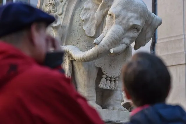 A picture shows the Elephant statue of Bernini with a tusk detached after an overnight incident, on 15 November, 2016 at Piazza della Minerva in Rome. Police are examining CC-TV footage in a bid to identify vandals who damaged one of the city's most famous pieces of public sculpture, Bernini's Elephant and Obelisk. The elephant was commissioned by the then pope, Alexander VII, to support an obelisk from ancient Egypt that had only recently been excavated. (Photo by Andreas Solaro/AFP Photo)