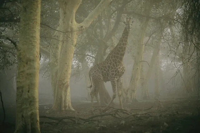 A giraffe walking in a misty forest in the Ndumu Game Reserve. (Photo by Chris Johns/National Geographic)