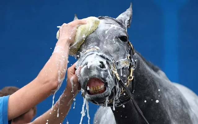 Essential Quality is washed in the barn area during the training for the Kentucky Derby at Churchill Downs on April 29, 2021 in Louisville, Kentucky. (Photo by Andy Lyons/Getty Images)