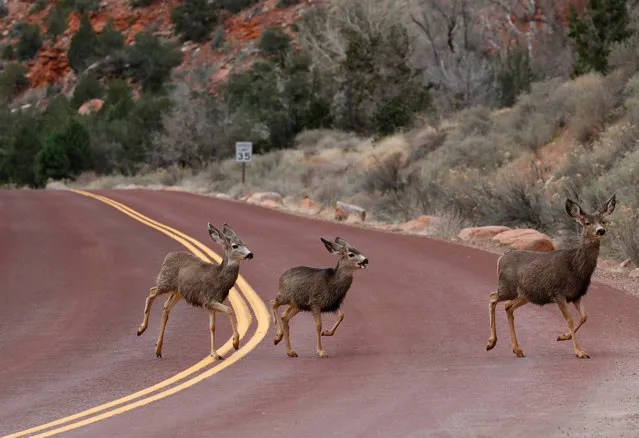 Deer run across a road in Zion National Park in Utah on February 9, 2017. (Photo by Rhona Wise/AFP Photo)