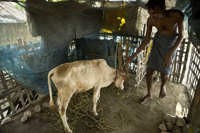 In this August 7, 2018 photo, a farmer who lost his home to erosion, cares for his cattle, on an embankment in Majuli, in the northeastern Indian state of Assam. Majuli is said to be one of the largest river islands in the world, surrounded by the fast-moving waters of the massive, though braided, Brahmaputra river. Official data shows that Majuli has shrunk to nearly two-thirds of its original size and the situation is getting worse with increasingly erratic weather patterns and bursts of intense rainfall. (Photo by Anupam Nath/AP Photo)
