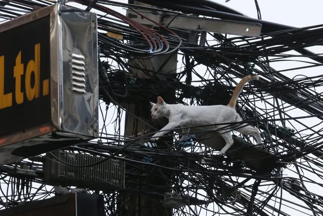 A stray cat makes its way across the street using tangled power, cable TV and telephone lines as an elevated roadway above the dangers of the traffic, in Bangkok, Thailand, 22 January 2016. Tangled power, telephone and cable TV lines run along and across every street in the Thai capital. (Photo by Barbara Walton/EPA)