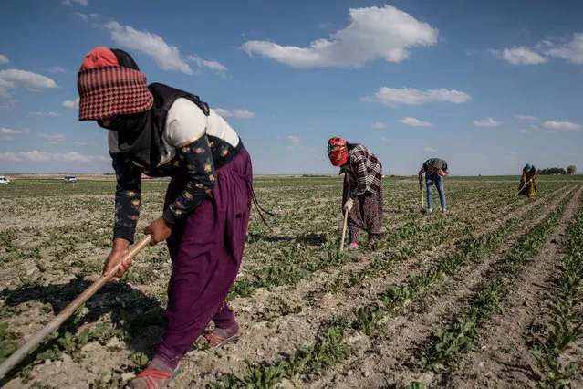 Seasonal workers tend to a sugar beet field on June 04, 2021, in Karapinar, Turkey. (Photo by Chris McGrath/Getty Images)