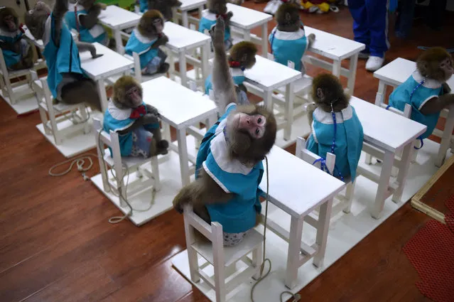 This picture taken on January 26, 2016 shows a monkey raising its hand in class at a monkey training school in a zoo in Dongying, eastern China's Shandong province. (Photo by Wang Zhao/AFP Photo)