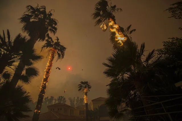 Embers falls from burning palms and the sun is obscured by smoke as flames close in on a house at the Woolsey Fire on November 9, 2018 in Malibu, California. About 75,000 homes have been evacuated in Los Angeles and Ventura counties due to two fires in the region. (Photo by David McNew/Getty Images)