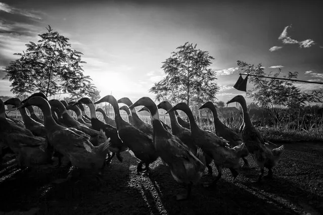 “Indonesian farmer herds an army of ducks into rice field at dawn. Ducks are free to roam into rice field to remove insect and plant pests as they fertilize the young rice plants with their droppings”. (Photo and caption by Yew Kiat Soh)