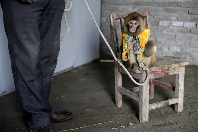 A monkey in costume takes a break on a chair during a daily training session at a monkey farm in Baowan village, Xinye county of China's central Henan province, February 3, 2016. (Photo by Jason Lee/Reuters)