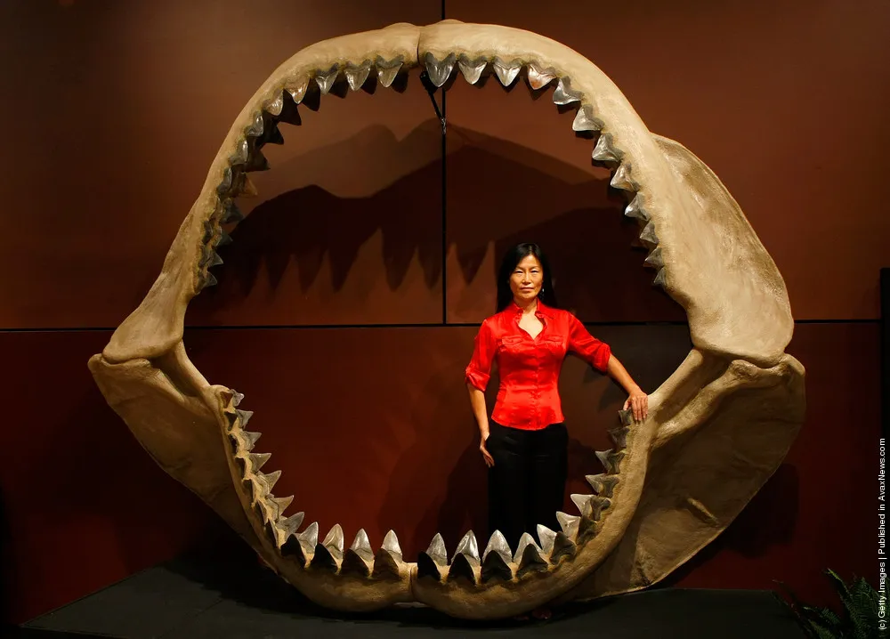 World's Largest Shark Jaws