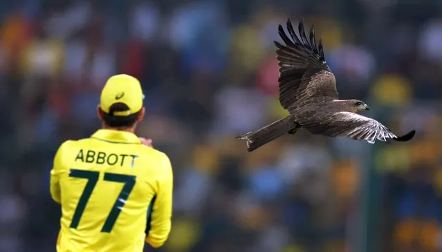 A Black Kite flies over the ground during the ICC Men's Cricket World Cup India 2023 between Australia and Pakistan at M. Chinnaswamy Stadium on October 20, 2023 in Bangalore, India. (Photo by Matthew Lewis-ICC/ICC via Getty Images)
