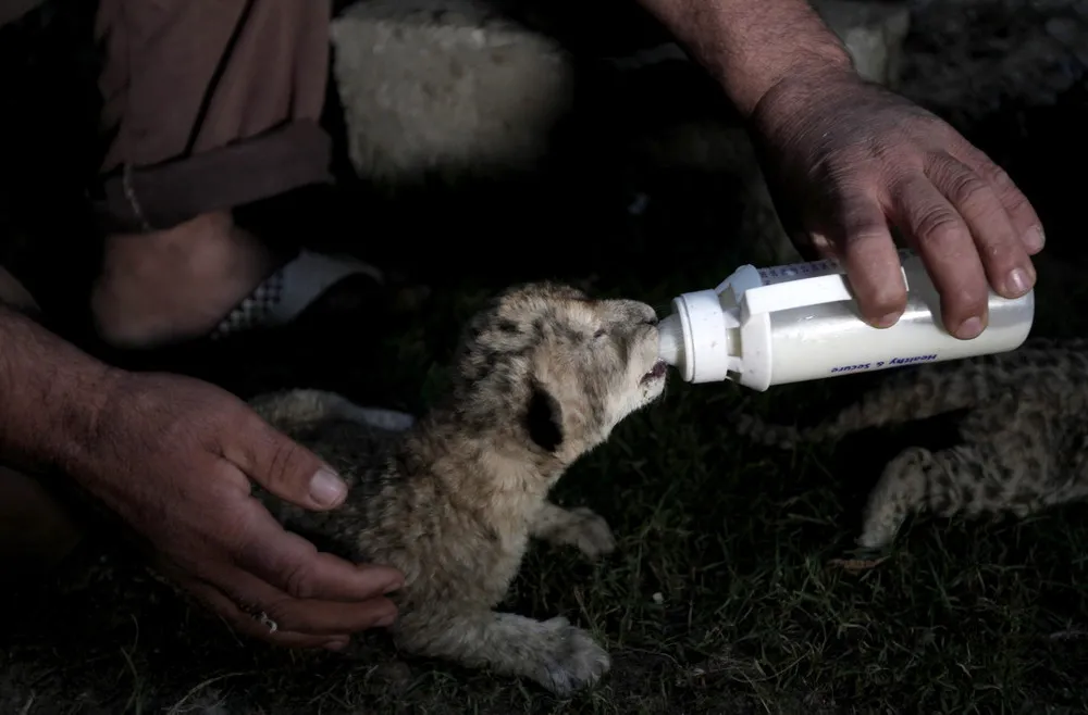 Newborn Lion Cubs Die in Hamas-run Zoo in Gaza