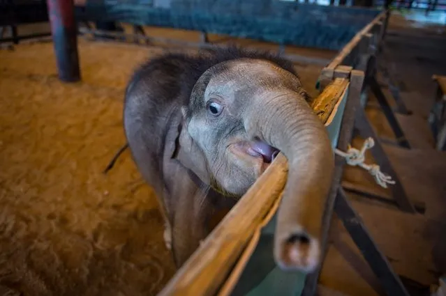 Six month- old baby elephant “Clear Sky” reaches out with her trunk from her enclosure at the Nong Nooch Tropical Garden tourist park before she was taken to a local veterinary clinic for a hydrotherapy session in Chonburi Province on January 5, 2017. (Photo by Roberto Schmidt/AFP Photo)