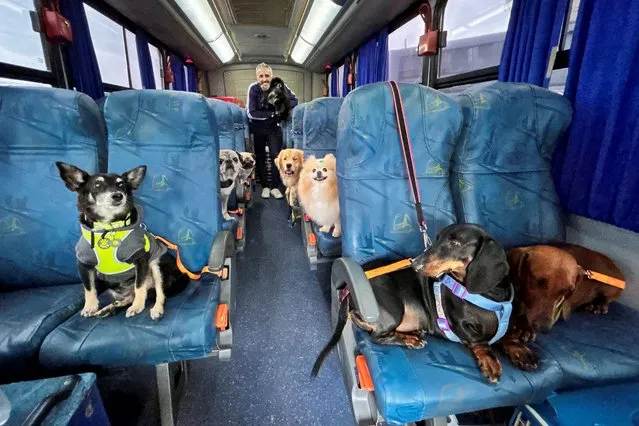 Andre Bressan, trainer and donator, poses for a picture with dogs that are transported in a bus named “Escaolar”, with music and air conditioning, to a dog daycare in Icara, Santa Catarina state, Brazil on November 2, 2023. (Photo by Nilton Santos Junior/Reuters)