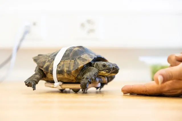 Janus, a two-headed Greek turtle named after the Roman god with two heads is testing a kind of skateboard to rehabilitate one day ahead of her 25th birthday at the Natural History Museum in Geneva on September 2, 2022. (Photo by Pierre Albouy/Reuters)