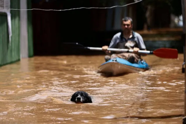 A dog swims in front of a man who paddles due to flooding caused by heavy rains, in Ilha Grande dos Marinheiros in Porto Alegre, Rio Grande do Sul state, Brazil on November 20, 2023. (Photo by Diego Vara/Reuters)