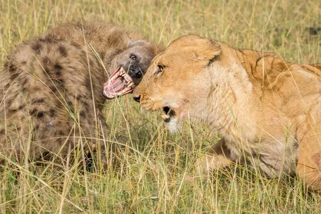 Lioness and hyena posture to one another, in Masai Mara, Kenya, August 2015. (Photo by Ingo Gerlach/Barcroft Images)