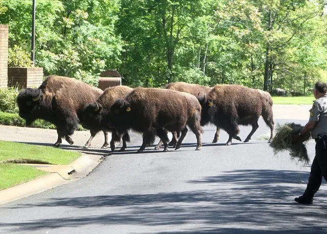 Garland County Sheriff's Department Cpl. Fred Hawthorn spreads some hay for five buffalo on Whispering Hills Road in Hot Springs, Ark., Thursday, April, 16, 2015.  Hot Springs police say six buffaloes escaped from a nearby farm Thursday and spent the day roaming neighborhoods and avoiding sheriff's deputies, officers and volunteers. (Richard Rasmussen/The Sentinel-Record via AP Photo)