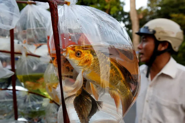 Ornamental fish are seen for sale in plastic bags on the street in Hanoi, Vietnam October 30, 2018. (Photo by Reuters/Kham)