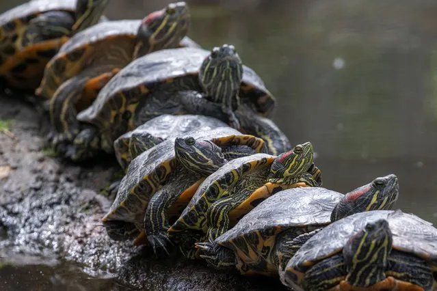 A group of red-eared slider turtles bask in the sun on a log in the middle of a pond at Willowbank Wildlife Reserve in Christchurch, New Zealand on October 16, 2021. (Photo by Sanka Vidanagama/NurPhoto/Rex Features/Shutterstock)