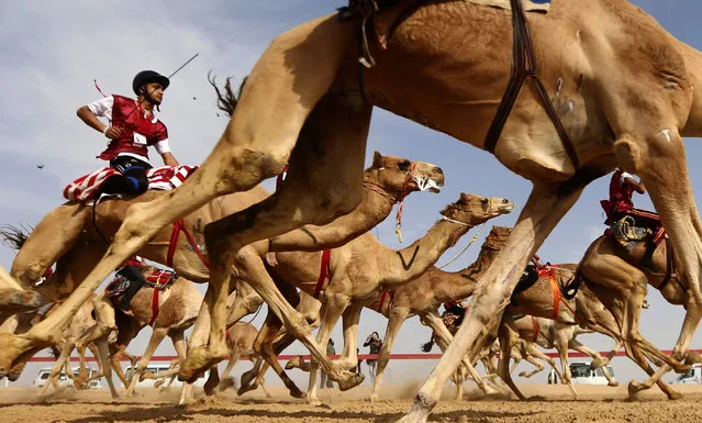 Jockeys take the start of a traditional camel race during the Sheikh Sultan Bin Zayed al-Nahyan Camel Festival, held at the Shweihan racecourse, in the outskirts of Abu Dhabi, on February 10, 2017. (Photo by Karim Sahib/AFP Photo)