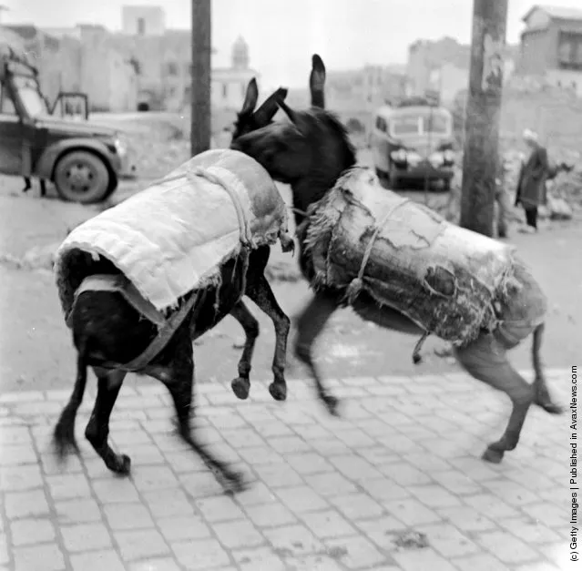 1950: Young donkeys wearing padded jackets are having a rough and tumble in the streets of Aleppo (Haleb) in Syria