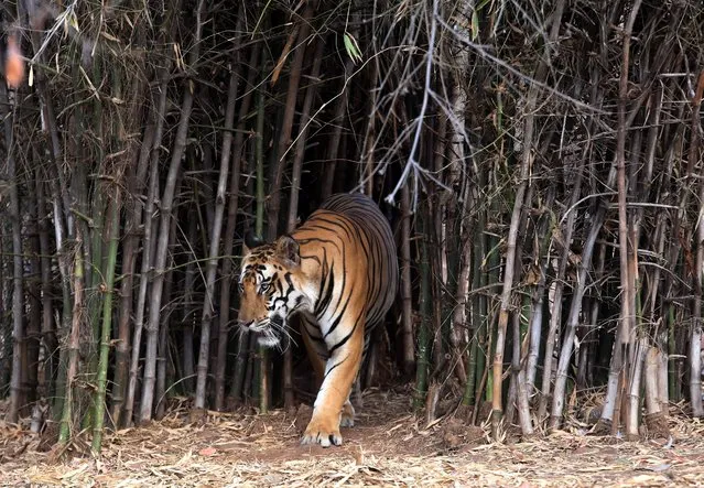 A Royal Bengal tiger strolls in its enclosure at the Van Vihar National Park in Bhopal, India, 11 May 2015. The forest officials have made special arrangements for the animals at the national park to get respite from the scorching heat as the temprature of the city reaches up to 43 degrees Celcius mark. (Photo by Sanjeev Gupta/EPA)